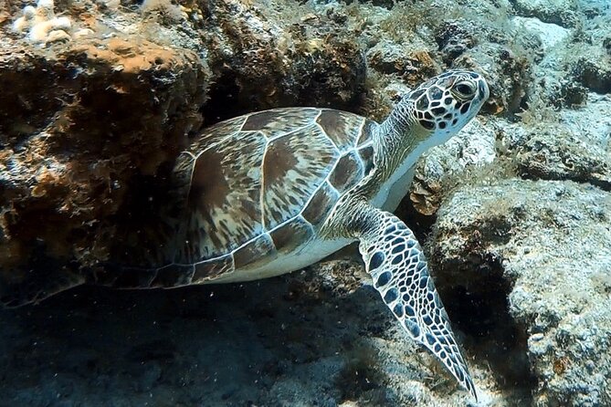 Private Half-Day Guided Snorkeling Charter in St. Thomas - How the four hours are likely to feel