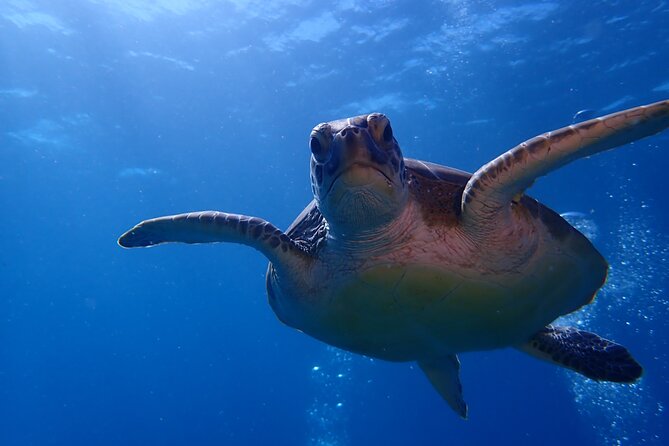 Private Half-Day Guided Snorkeling Charter in St. Thomas - Is $2,540 a fair price?