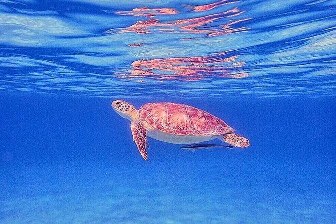 Private Half-Day Guided Snorkeling Charter in St. Thomas - Starting at Saga Haven Marina