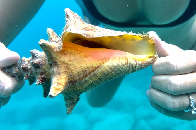 Private Luxury Catamaran Half Day Charter - Turtle Cove and the green sea turtles