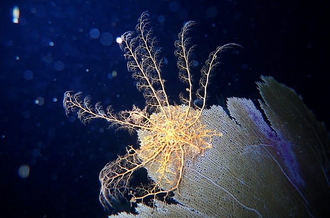Private Sunset Charter + Guided Night Snorkeling in St Thomas - Practical details before you reserve