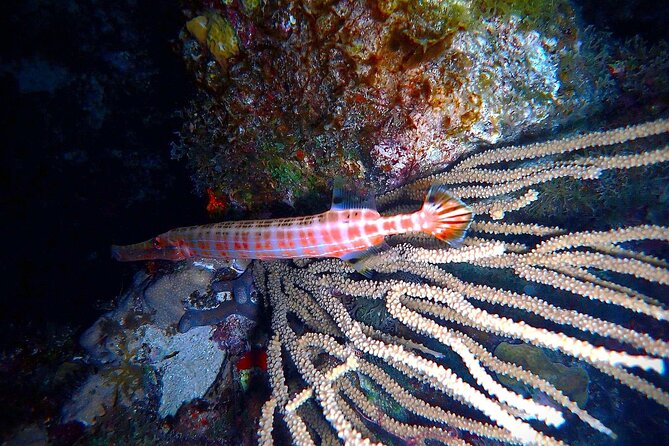 Private Sunset Charter + Guided Night Snorkeling in St Thomas - Turning on the underwater flashlights