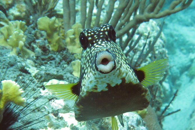 Reef and Turtle Adventure - Kayak and Snorkel Tour - Two water worlds around St. Thomas