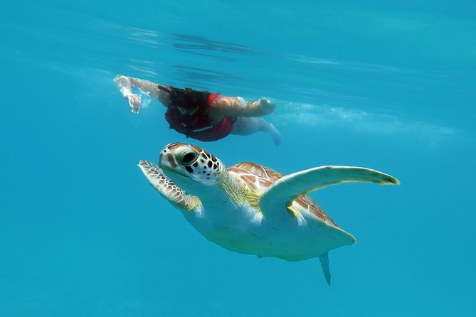 Reef and Turtle Adventure - Kayak and Snorkel Tour - Kayaking instruction for mixed ability levels