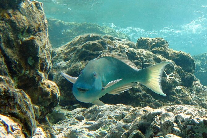 Reef and Turtle Adventure - Kayak and Snorkel Tour - A coral reef stop with a guide nearby