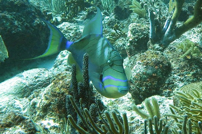 Reef and Turtle Adventure - Kayak and Snorkel Tour - Picnic lunch from the cooler