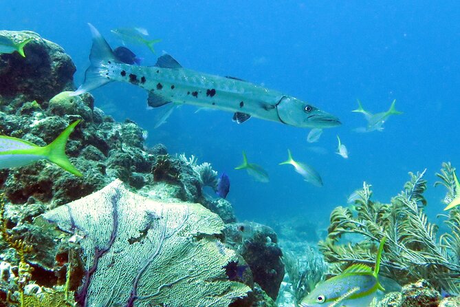 Reef and Turtle Adventure - Kayak and Snorkel Tour - Sea turtles in a calmer habitat