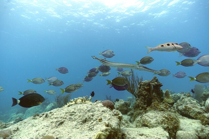 Reef and Turtle Adventure - Kayak and Snorkel Tour - What $159 includes, and what it does not
