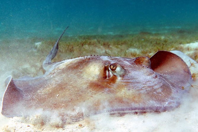 Reef and Turtle Adventure - Kayak and Snorkel Tour - Who should book this St. Thomas tour
