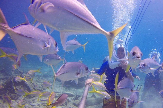 Sea Trek Helmet Dive at Coral World Ocean Park - Who will enjoy this most