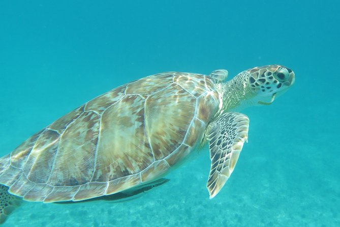 Small Group Sea Turtle Tour (Guaranteed to see turtles) - What the two hours are really like