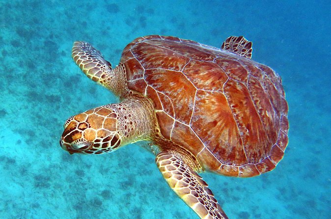 Small Group Sea Turtle Tour (Guaranteed to see turtles) - Why a small group changes the experience