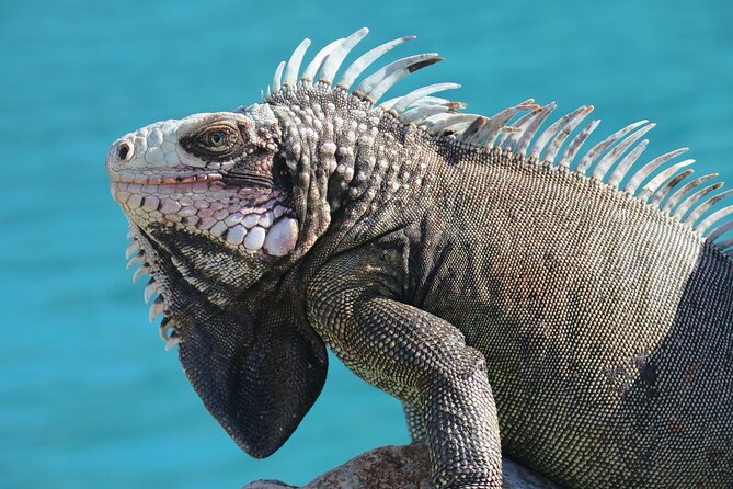 Small Group Sea Turtle Tour (Guaranteed to see turtles) - Who will enjoy this most