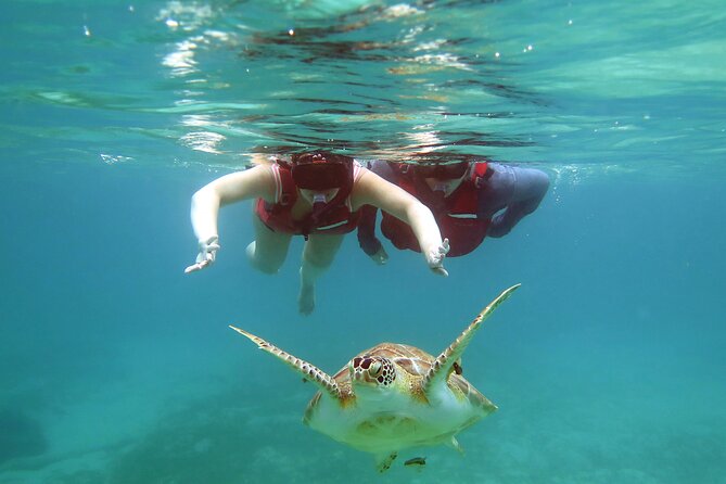 Small Group Sea Turtle Tour (Guaranteed to see turtles) - Cruise ship timing and cancellation rules