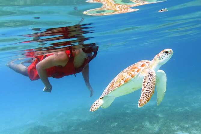 Small Group Sea Turtle Tour (Guaranteed to see turtles) - The best practical advice for your outing