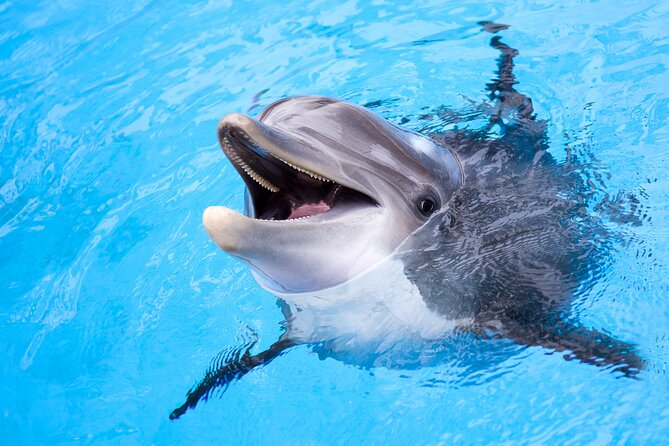 Snorkel and Sunset Cruise from Margaritaville Resort - The important caution: late cancellations