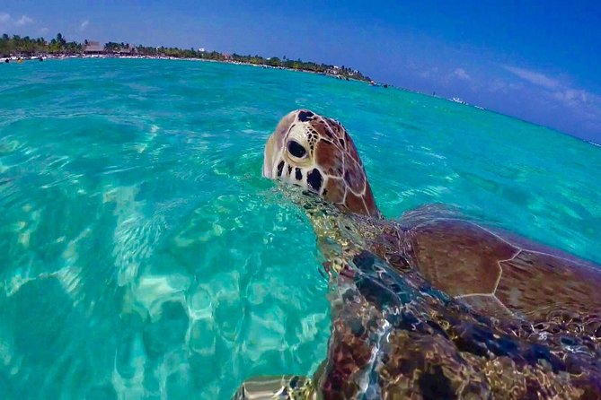 Snorkel St. John Tour from Sapphire and Margaritaville - Three chances to snorkel around St. John