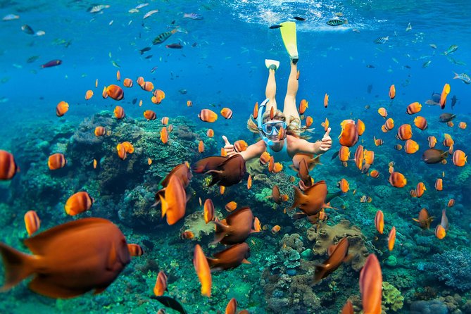 Snorkel & Swim with Turtles. Semi Private Tour to Buck Island & Honeymoon Beach - Key points at a glance