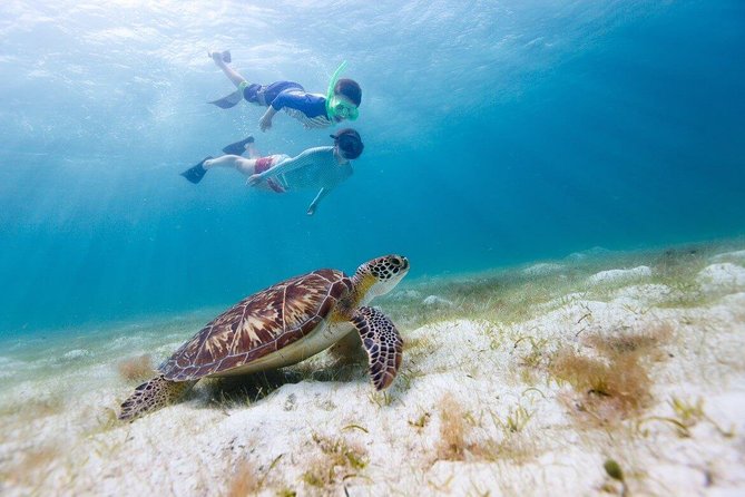 Snorkel & Swim with Turtles. Semi Private Tour to Buck Island & Honeymoon Beach - Turtle Cove and Buck Island: the main snorkel stop