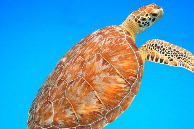 Snorkeling Adventure in St Thomas - Key points to know before you book