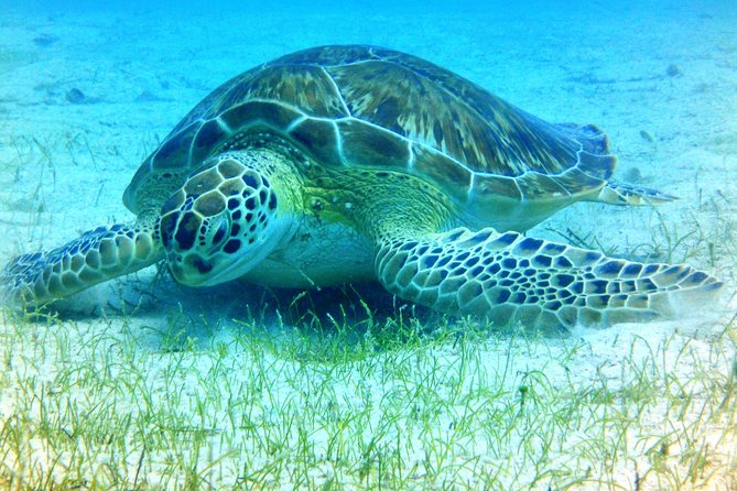 Snorkeling Adventure in St Thomas - Two snorkel stops, not one quick look