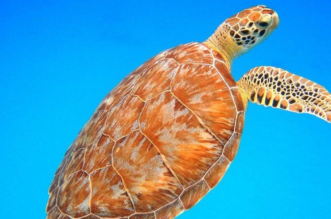 Snorkeling Adventure in St Thomas - Why the small group matters