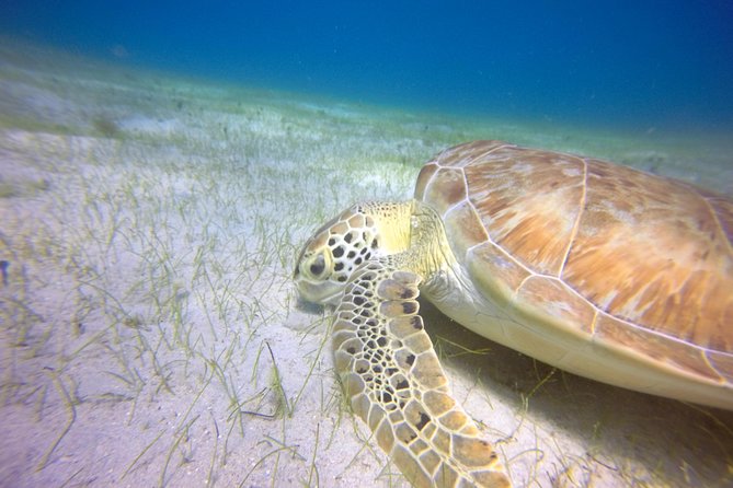 Snorkeling Adventure in St Thomas - Price and value at $129