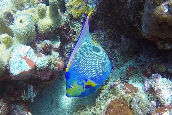 Snorkeling Adventure in St Thomas - Timing your day from Saga Haven Marina