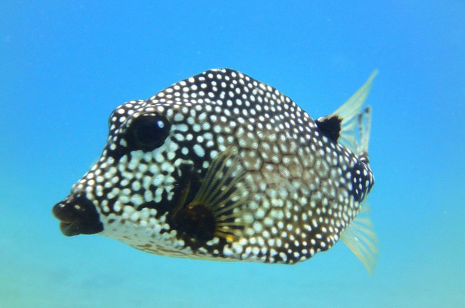 Snorkeling Adventure in St Thomas - Weather, cancellations, and small practical details