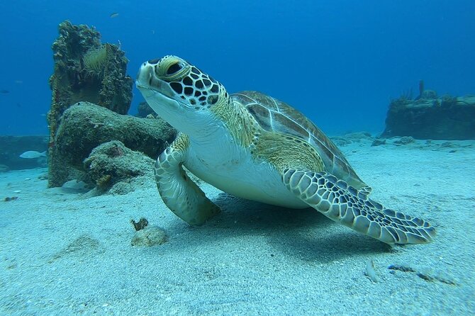 Snorkeling with Sea Turtles - A gentle start for first-time snorkelers