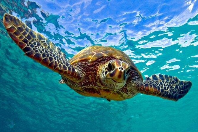 Snorkeling with Sea Turtles at St. Thomas - Key points to know before you book