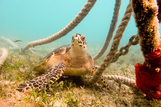 Snorkeling with Sea Turtles at St. Thomas - Brewer’s Bay is the real star
