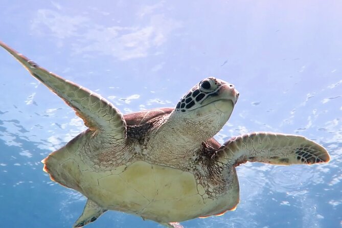 Snorkeling with Sea Turtles at St. Thomas - Thirty minutes to dry off and enjoy the beach