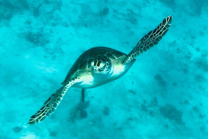 St. John Luxury Catamaran Turtle Snorkel and Cays Full Day - The return ride, drinks, and Pizza Pi lunch