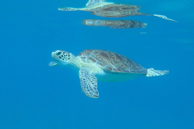 St Thomas Kayak and Sea Turtle Snorkel Excursion - A Four-Hour Water Adventure From Emerald Beach