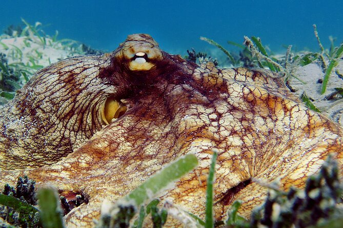 St Thomas Kayak and Sea Turtle Snorkel Excursion - Lunch on the Sand