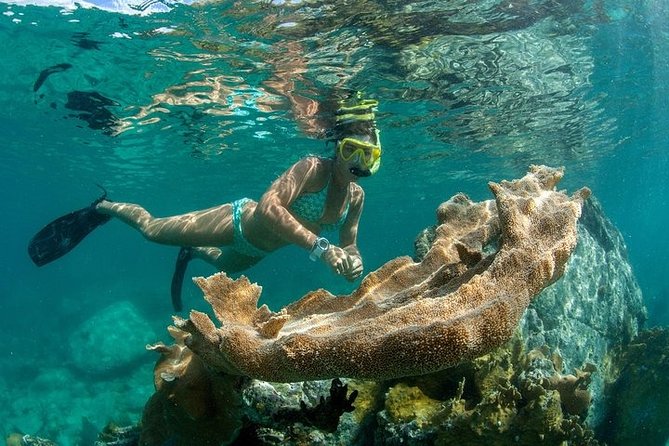 St. Thomas Lime Out Snorkel with Taco Bar Lunch & Swim-Up Bar - Ritz-Carlton - Two reef stops, with time to choose your pace