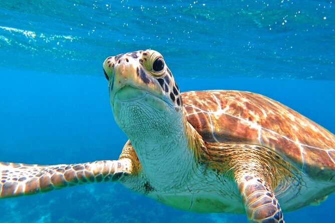 St Thomas Mangrove Lagoon Kayak and Snorkel Tour in the US Virgin Islands - Paddling from Patricia Cay toward Long Point