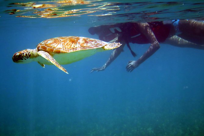 St Thomas Sea Turtle Snorkel Kayak Adventure Tour - Key points to know before booking