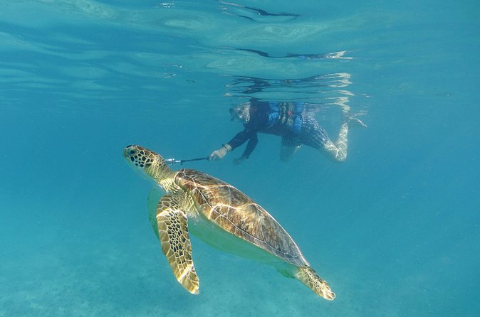 St Thomas Sea Turtle Snorkel Kayak Adventure Tour - Snorkeling with a guide at your side