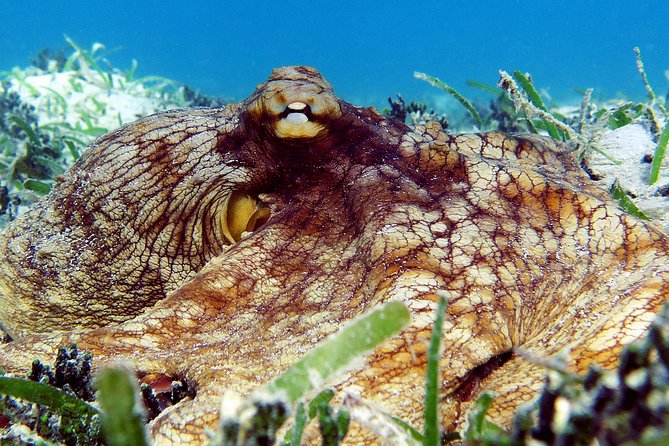 St Thomas Sea Turtle Snorkel Kayak Adventure Tour - Lunch on the beach