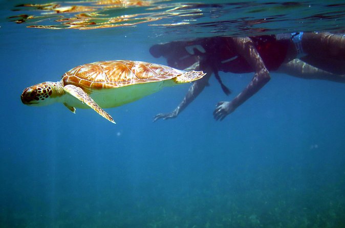St Thomas Sea Turtle Snorkel Kayak Adventure Tour - Photos, gratuities, and the true price