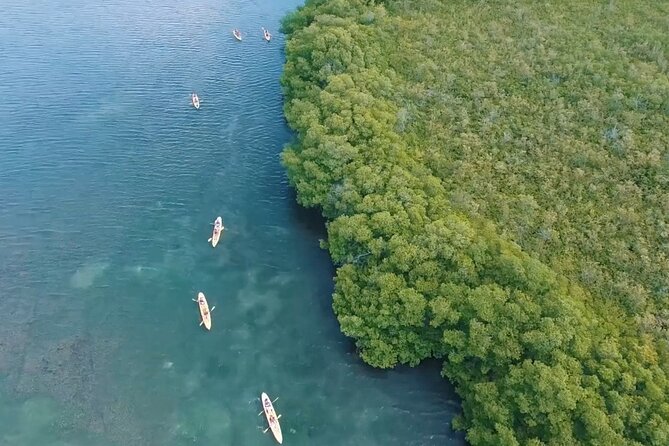 St Thomas Shore Excursion: Mangrove Lagoon Kayak and Snorkel Tour - Snorkeling Along the Mangrove Roots