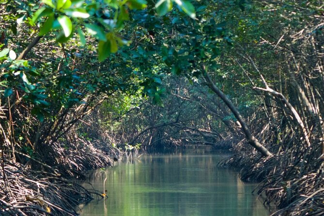 Sunset Kayak Tour in the Mangrove Lagoon, St Thomas - Sunset colors, then the start of night