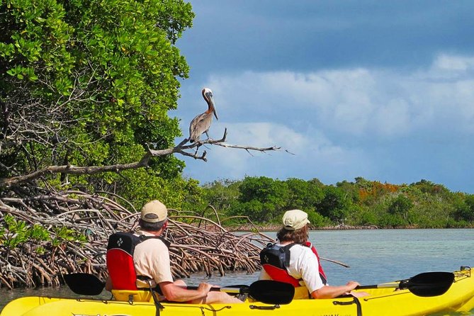 Sunset Kayak Tour in the Mangrove Lagoon, St Thomas - The birds and marine life to watch for