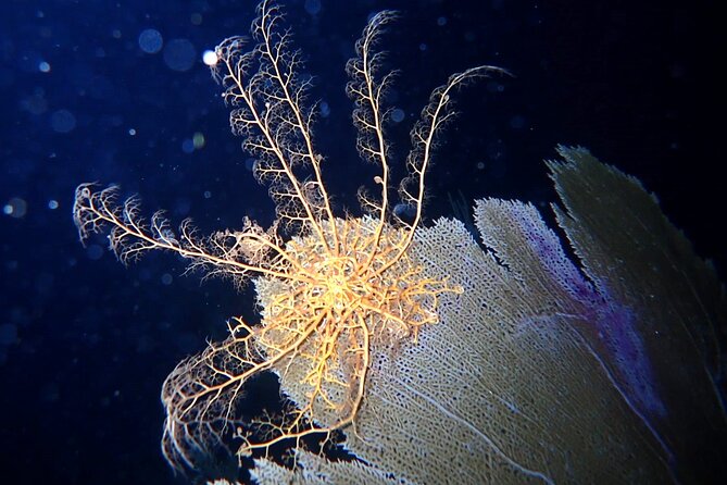 Sunset on the Water + Night Snorkeling with Guide in St. Thomas - A sunset that sets up the whole evening