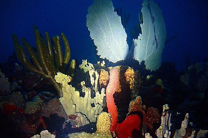 Sunset on the Water + Night Snorkeling with Guide in St. Thomas - A small-group format with practical advantages