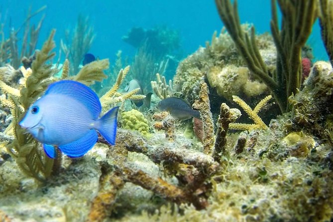 The Baths, Virgin Gorda, Cooper Island & Norman Island Snorkel - Why this BVI day trip packs in so much