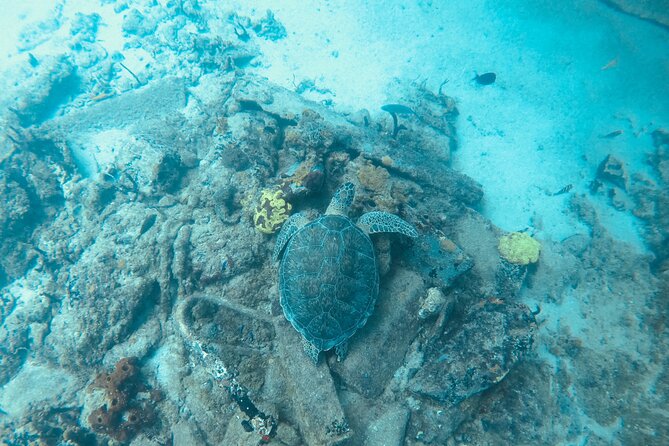 The Frederiksted St. Croix Sea Turtles Snorkeling Tour - Is $89 a fair price?