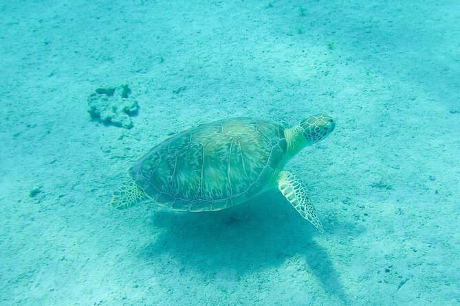 The Frederiksted St. Croix Sea Turtles Snorkeling Tour - The meeting point deserves extra attention